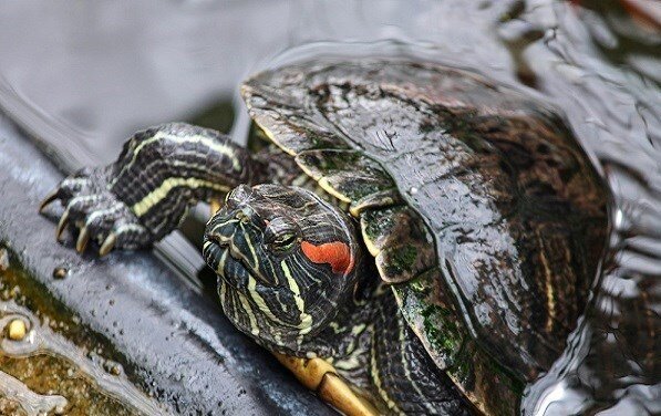 کشف ردپای قاتل آمریکایی در شمال کشور؛ هیولای گوش قرمز در ایران چه میکند؟/ عکس