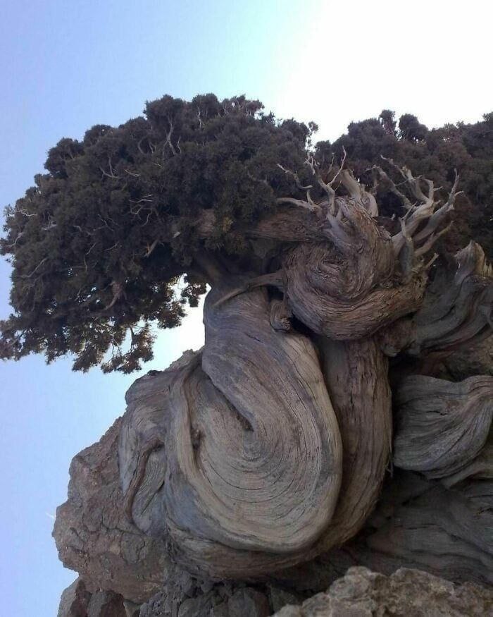 تصویری جالب از یک درخت 5 هزار ساله/ عکس