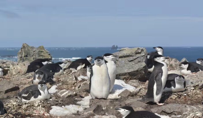 موجودی شگفتانگیز که مدام در حال چُرت زدن است/ عکس