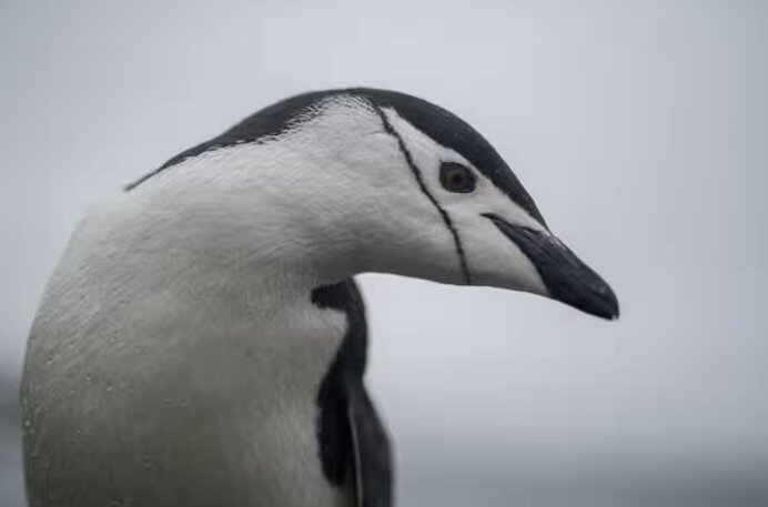 موجودی شگفتانگیز که مدام در حال چُرت زدن است/ عکس