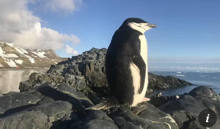 موجودی شگفتانگیز که مدام در حال چُرت زدن است/ عکس