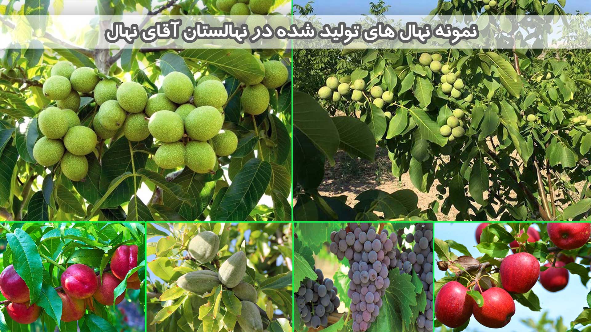 با خرید 100 نهال، 20 نهال و پک کود هدیه بگیرید