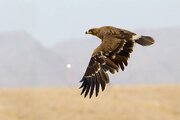ببینید | ویدیویی دیدنی و اسلوموشن از شکار فوق العاده ماهی توسط عقاب