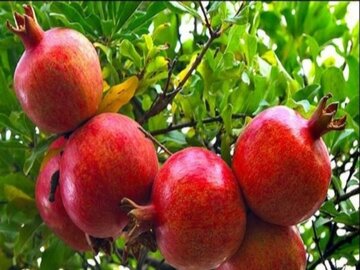 دانشمندان میگویند چیزی در این میوه وجود دارد که ضد آلزایمر است دانشمندان میگویند چیزی در این میوه وجود دارد که ضد آلزایمر است