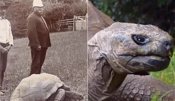 پیرترین حیوان زنده دنیا ۱۹۱ ساله شد/ عکس