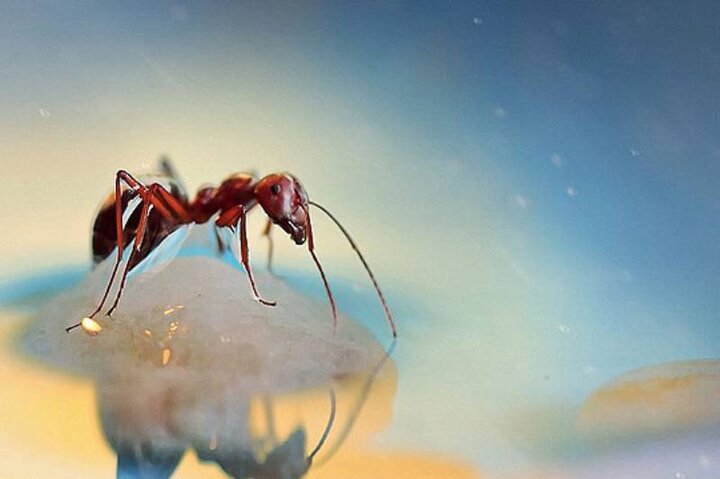 ببینید | تصاویر شگفت‌انگیز از نمای نزدیک حشرات