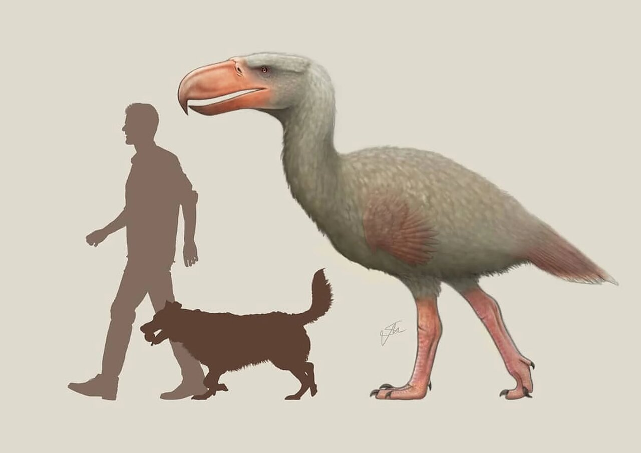 پرنده وحشت، شکارچی غول‌پیکر 3 متری/ عکس