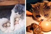 ببینید | مادری کردن عجیب یک گربه برای چند عدد مرغ و خروس