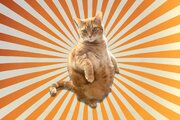 آیا گربه‌های نارنجی واقعا احمق‌تر از سایر گربه‌ها هستند؟