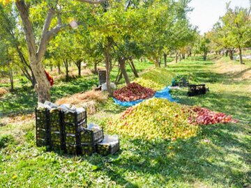 ۸۶۰ هکتار باغ در کرمانشاه شناسنامه‌دار شدند