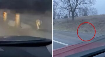 پریدن یک جانور عجیب در کنار جادهای در کانادا!/ عکس پریدن یک جانور عجیب در کنار جادهای در کانادا!/ عکس