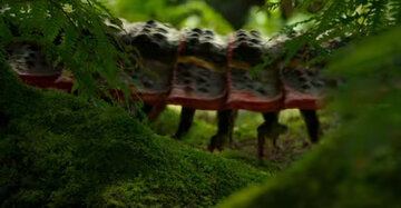 هزارپای غول‌پیکری که نزدیک به ۳ متر طول دارد!/ فیلم