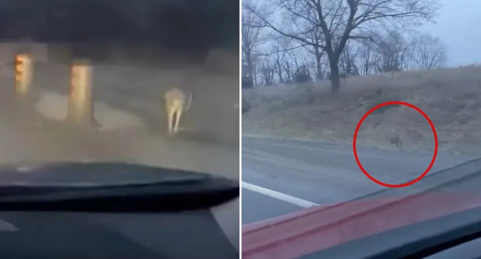 پریدن یک جانور عجیب در کنار جادهای در کانادا!/ عکس