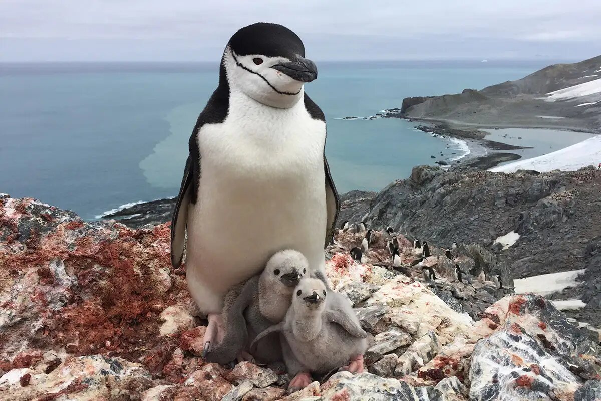این موجود ریشدار ۱۰۰۰ بار در روز چرت میزند!/ عکس