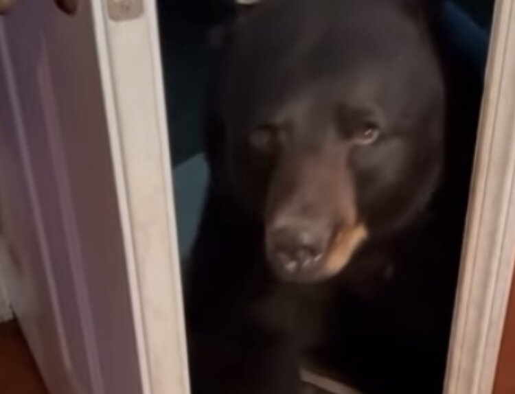 خرسی که در خانه یک شهروند را زد!/ عکس