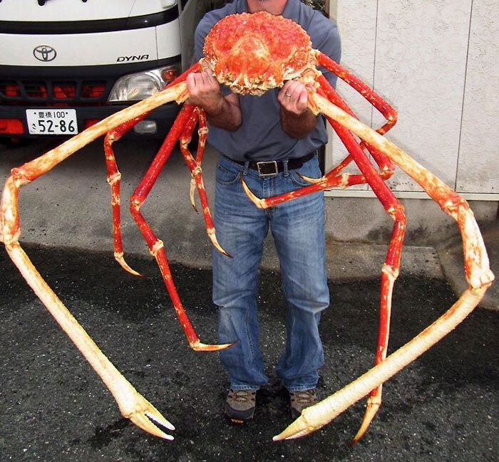 از شپش زبانخوارگرفته تا خرچنگ عنکبوتی/ ترسناکترین چیزهایی که مردم در اقیانوسها و دریاها دیدهاند!/ عکس