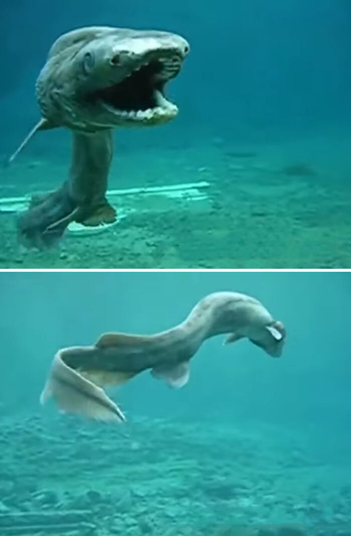 از شپش زبانخوارگرفته تا خرچنگ عنکبوتی/ ترسناکترین چیزهایی که مردم در اقیانوسها و دریاها دیدهاند!/ عکس