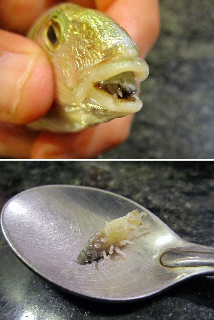 از شپش زبانخوارگرفته تا خرچنگ عنکبوتی/ ترسناکترین چیزهایی که مردم در اقیانوسها و دریاها دیدهاند!/ عکس