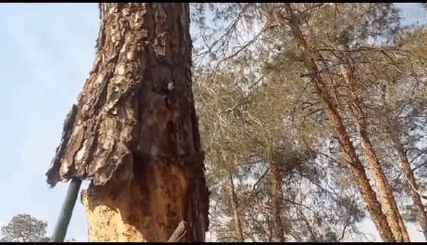 سرنوشت تلخ درختان چیتگر؛ از اشتباهی در ۵۰ سال پیش تا قطع و سوزاندن درخت‌ها