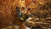 ببینید | ویدیویی با بازدید میلیونی؛ مهارت دیدنی گربه‌ها در شکار پرندگان