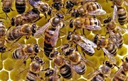 ببینید | تکنیک مهندسی‌شده زنبورهای عسل برای کاهش دمای هوای کندو