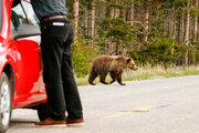 ببینید | حمله خرس مادر به خودروی گردشگران برای دفاع از فرزندش