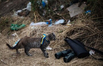 گربه‌ها هم به خط مقدم جنگ در اوکراین اعزام شدند!/عکس