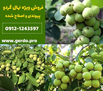4 رقم نهال گردو پیوندی برای سرمایه گذاری بلند مدت