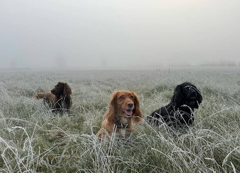 عکس‌| گردش بکام و سگ‌هایش در هوای محبوب اسطوره انگلیسی