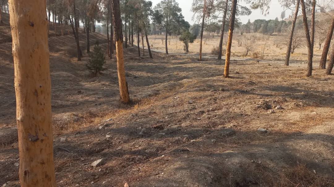 سرنوشت تلخ درختان چیتگر؛ از اشتباهی در ۵۰ سال پیش تا قطع و سوزاندن درخت‌ها