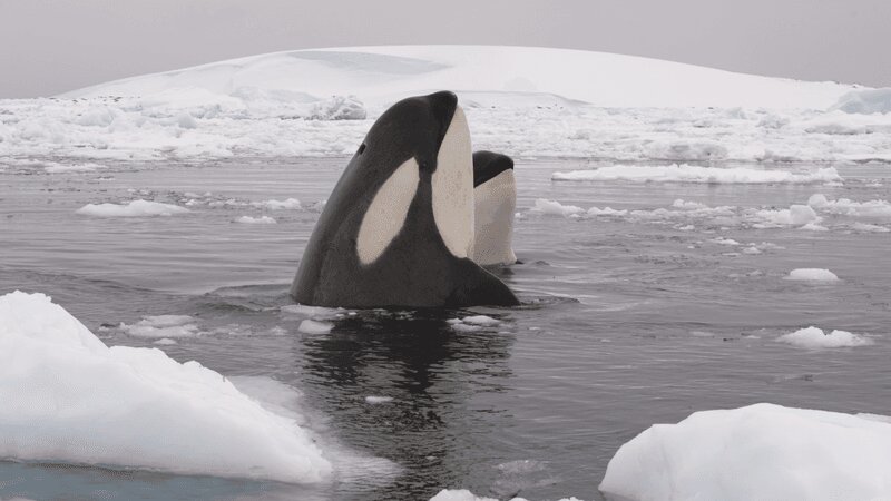 ضبط رفتار باورنکردنی نهنگ‌های قاتل برای اولین بار/ عکس