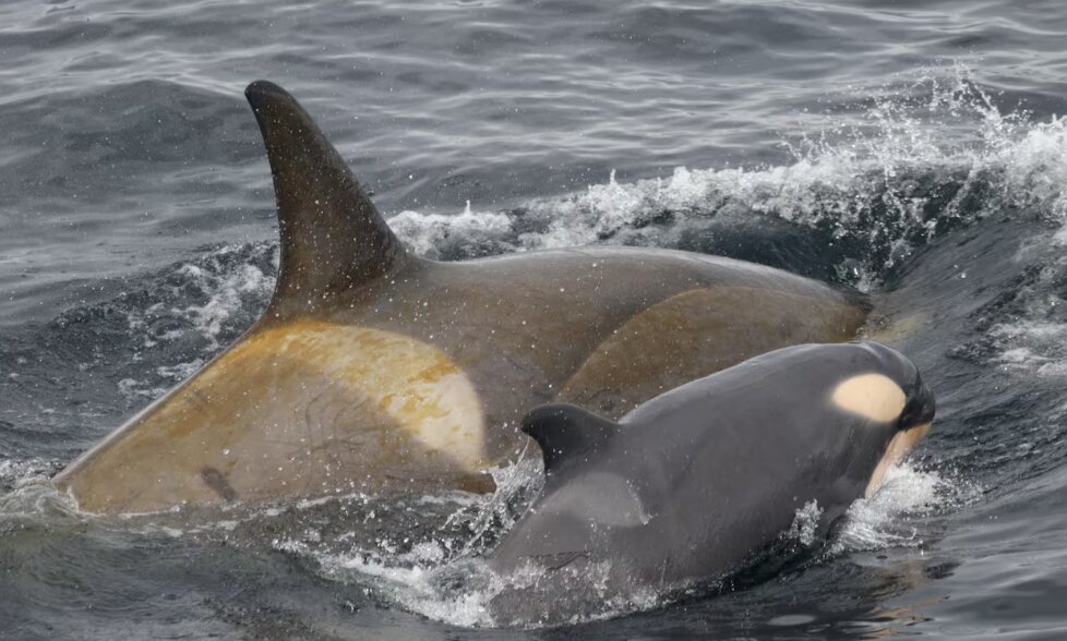 ضبط رفتار باورنکردنی نهنگ‌های قاتل برای اولین بار/ عکس