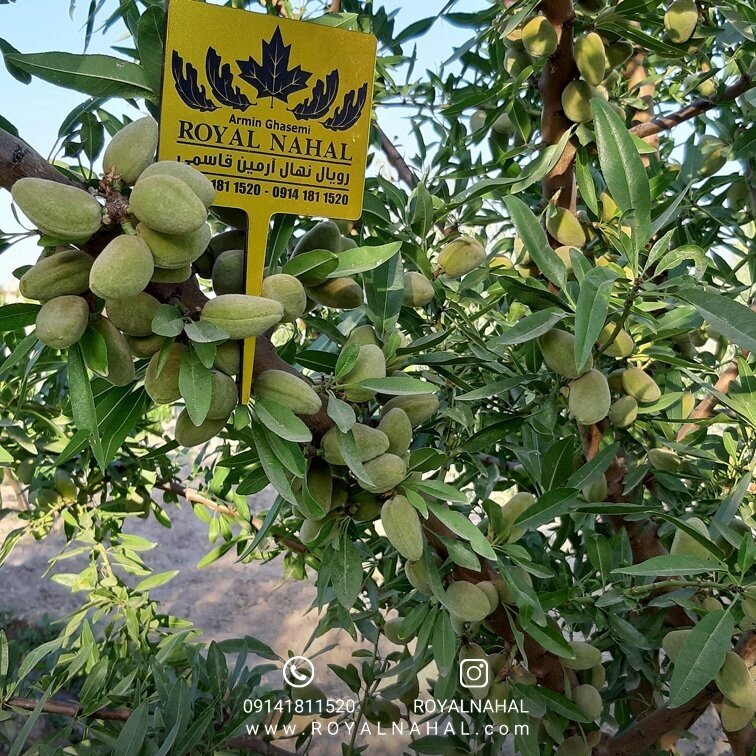 احداث باغ بادام خود در زمین های دیم را به ما بسپارید