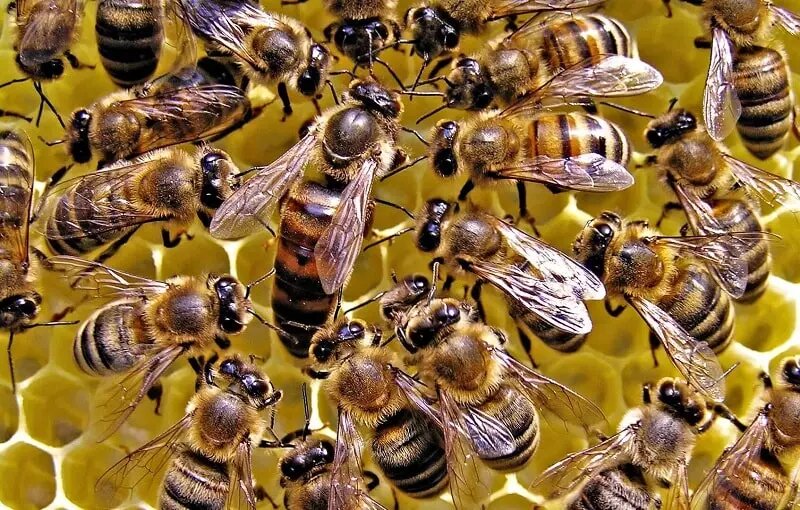 ببینید | ویدیویی پربیننده از ابتکار دفاعی زنبورها