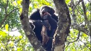 ببینید | تنبیه یک شامپانزه توسط مادرش به یک دلیل سنگ زدن به مردم!