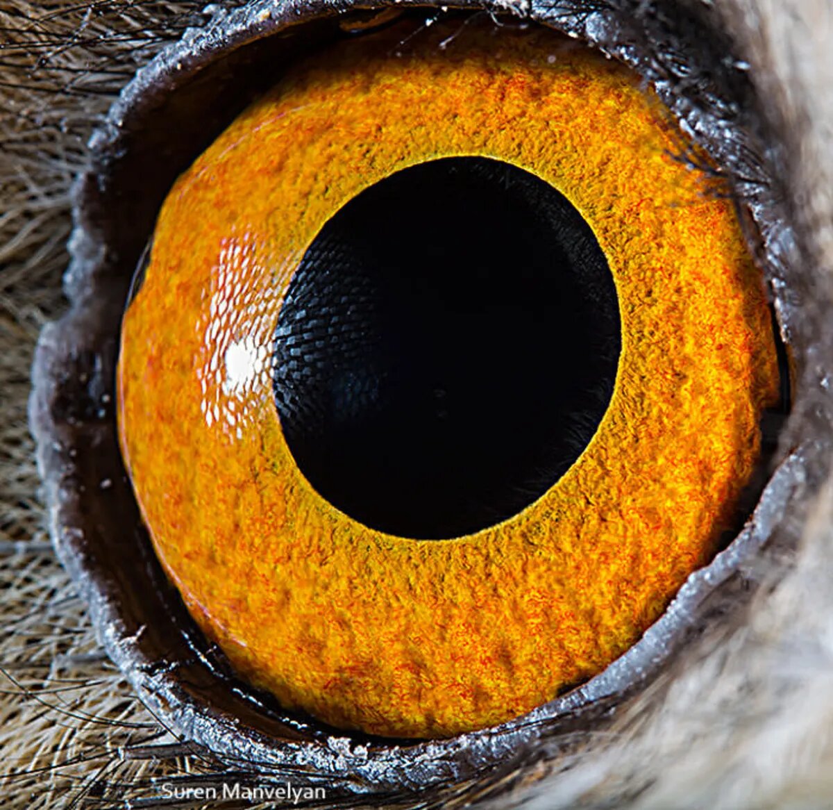 کشف دنیاهای ناشناخته در چشم حیوانات/ عکس