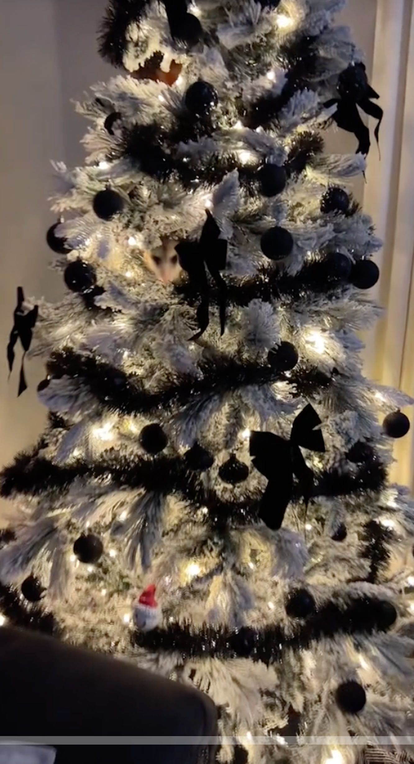 موجود زندهای که از درخت کریسمس سر درآورد!/ عکس