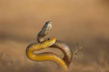 عکس | تصویری نادر از رقص گردن دو مار زنگی حین مبارزه تن‌به‌تن