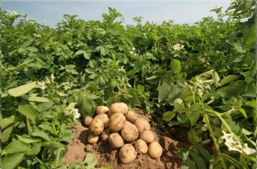 زمان کاهش قیمت سیب زمینی اعلام شد