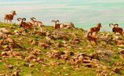 شناسایی بیش از دو هزار و ۷۰۰ گونه جانوری و گیاهی بومی در استان کردستان