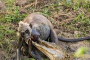 ببینید | تغذیه کردن عجیب بچه میمون از دهان تمساح!