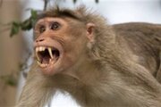 ببینید | حمله میمون عصبانی با ساطور به گرداننده سیرک خیابانی
