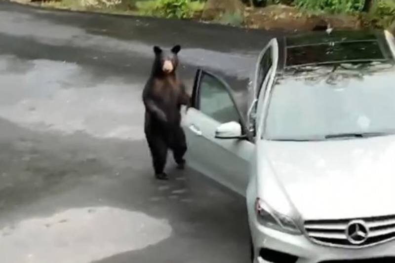 ببینید | تلاش خرس سیاه برای ورود به یک خودرو در یک جاده جنگلی
