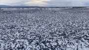 ببینید |‌ تصاویر تکان‌دهنده از مرگ ماهی‌ها در ژاپن به دلیل زباله‌های هسته‌ای فوکوشیما