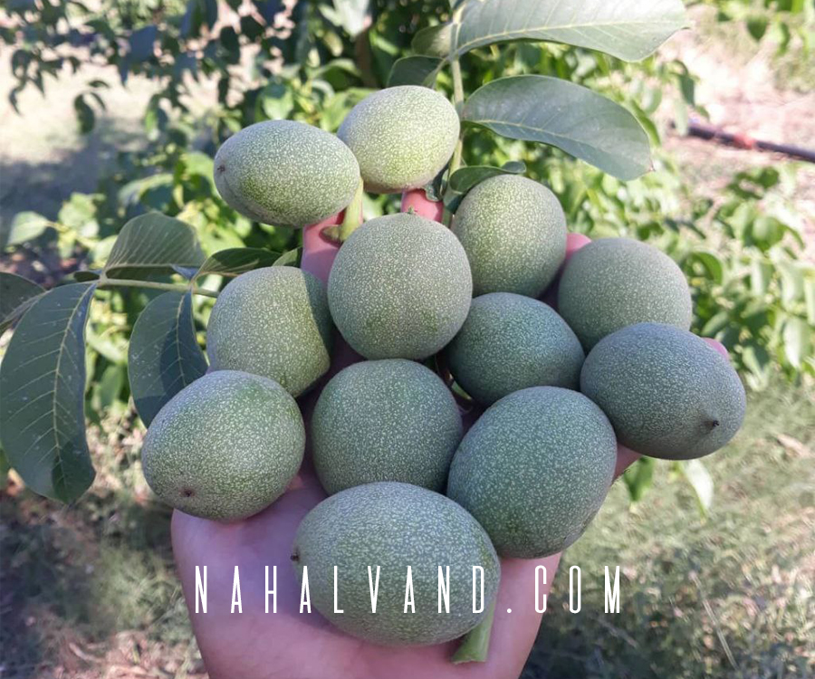 مهمترین پارامترهای احداث باغ گردو چیست؟