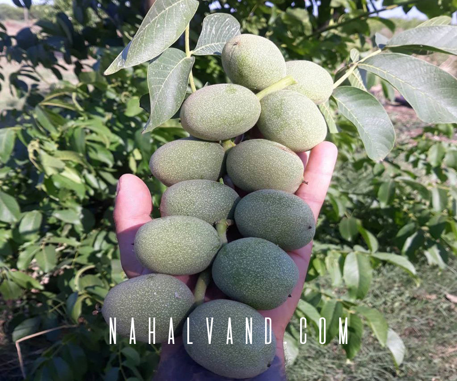 مهمترین پارامترهای احداث باغ گردو چیست؟