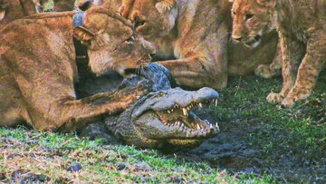 تقلای ناامیدانه تمساح برای فرار از چنگال شیر/ شکارچی بی‌رحم نیل شکار شد/ عکس