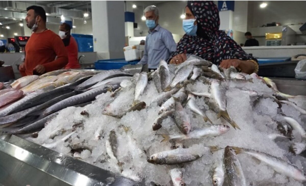 - چرا صادرات ماهی کپور ایران لغو شد؟