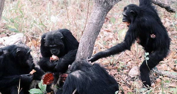 لحظه‌ای که میمون‌ها فرزندان خود را می‌بلعند!/ عکس