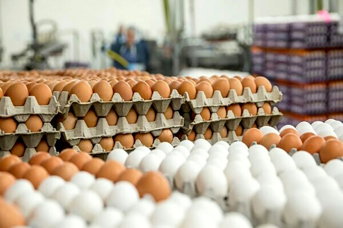 - قیمت جدید تخم‌مرغ در بازار + جدول